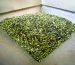 The making of extra virgin Olive Oil in Mola di Bari, Puglia